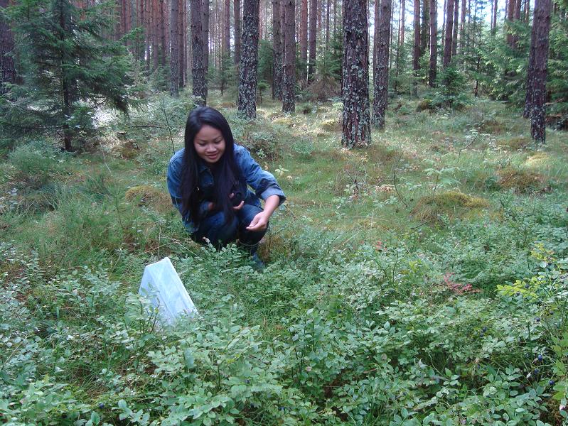 blåbär.JPG