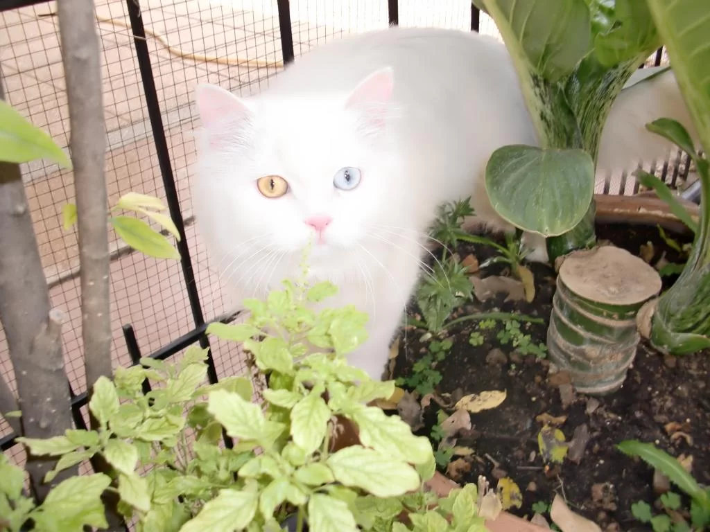 blommer mm iKhon kaen  februar 2014 038.webp