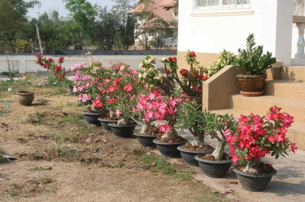 Blow.2 granat 346.webp