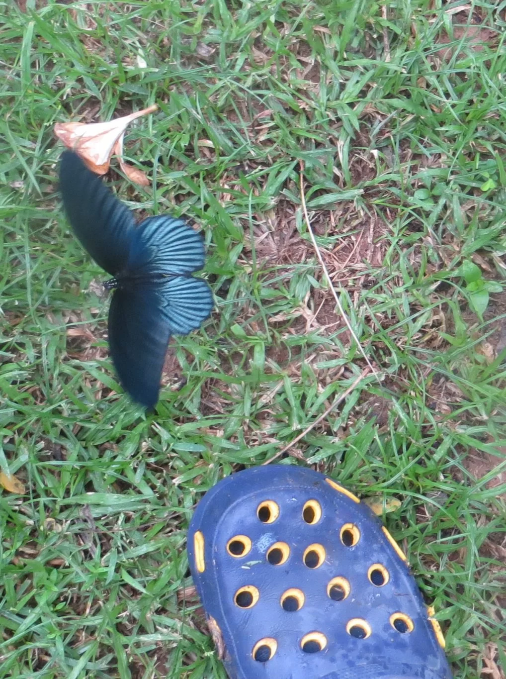 Blue butterfly Fot.webp