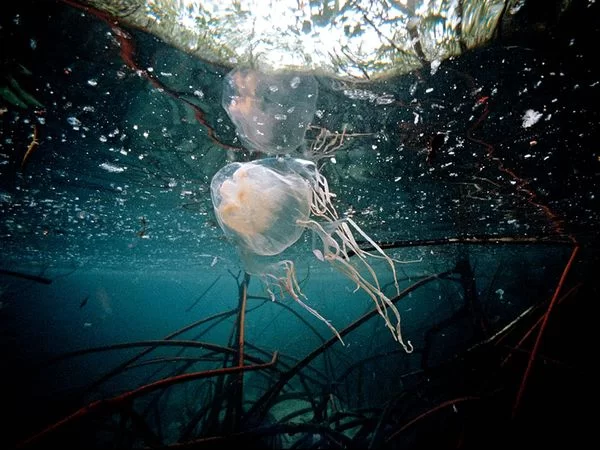 BOX Jellyfisch.webp