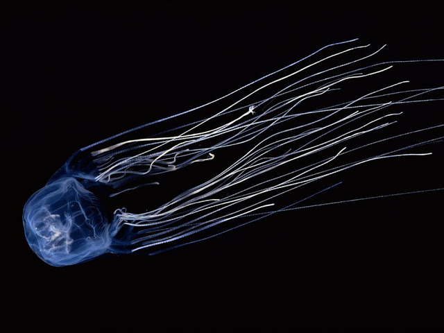 box-jellyfish-doubilet_18492_990x742.jpg