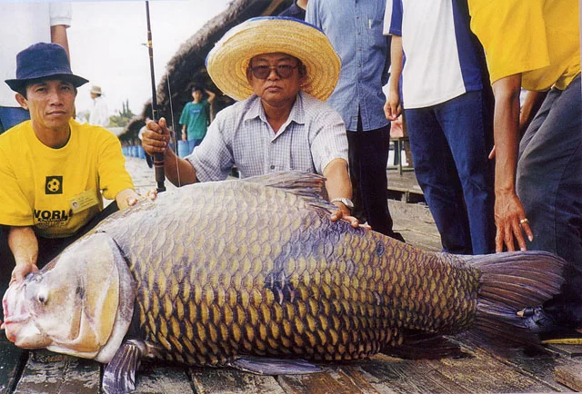 Bung sam lake  110 kilo.webp