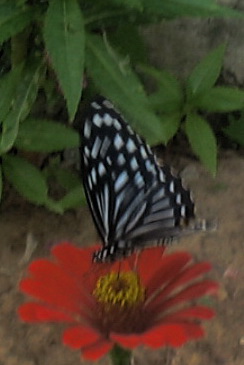 Butterfly 120529.jpg