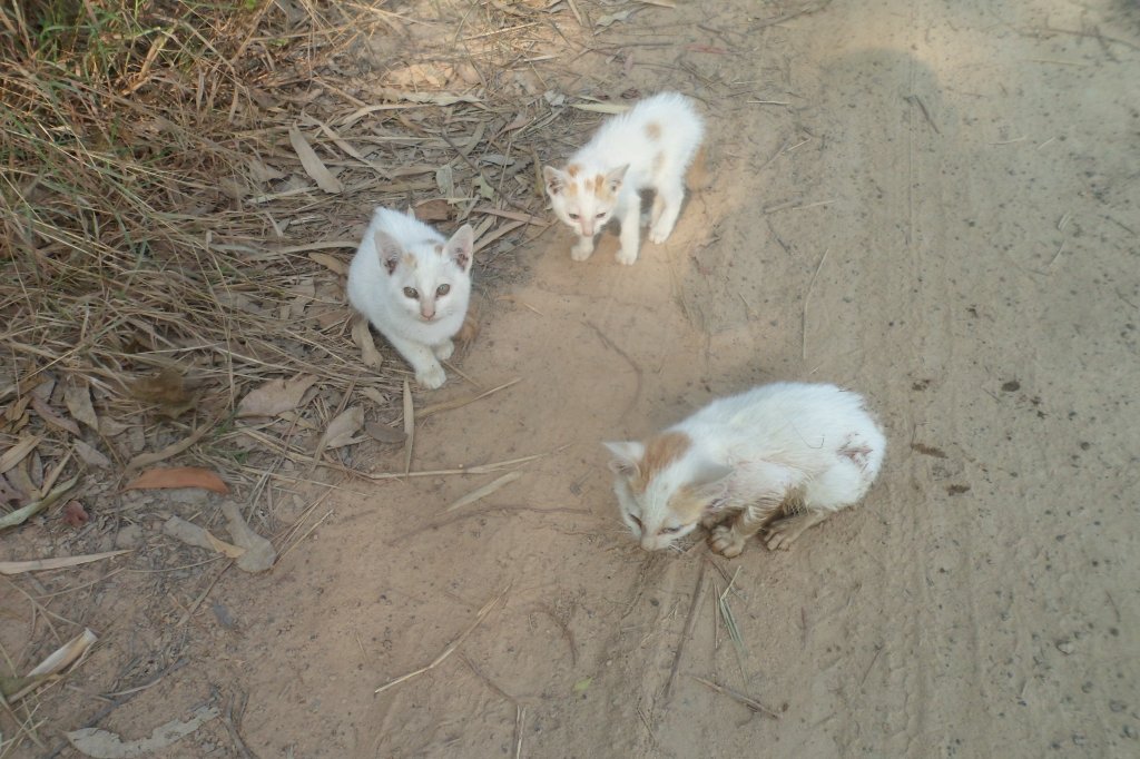 CAT-BBQ 028.JPG
