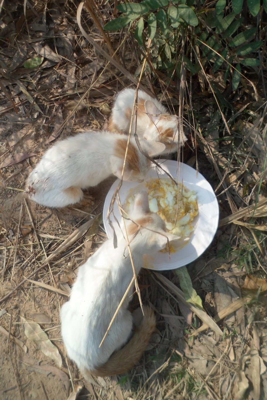 CAT-BBQ 040.JPG