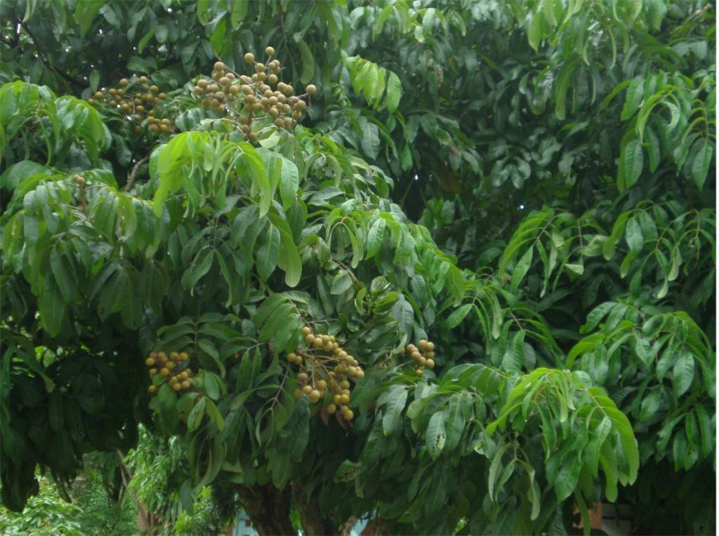 chiang mai 2011 087.jpg
