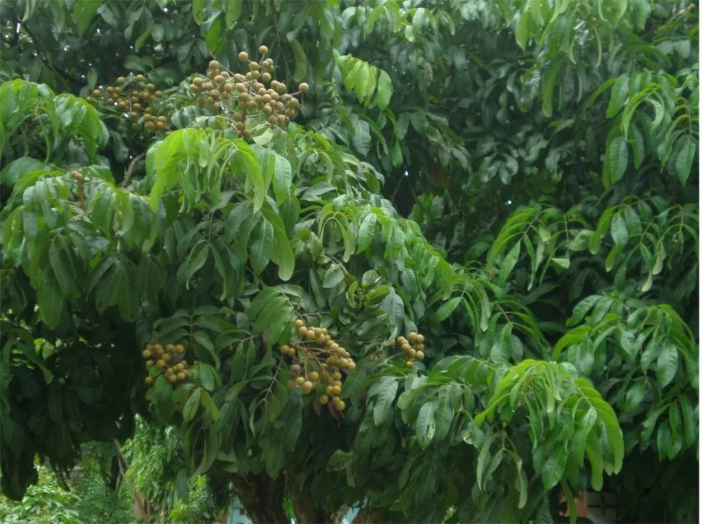 chiang mai 2011 087.webp