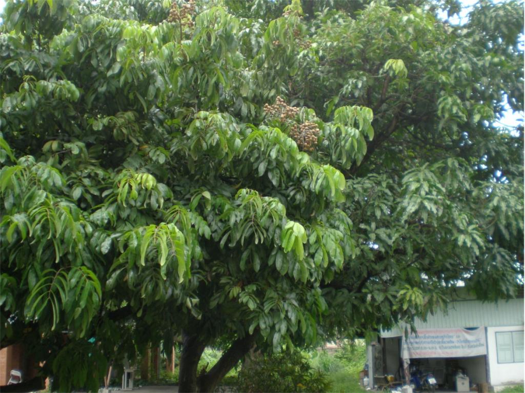 chiang mai 2011 088.jpg