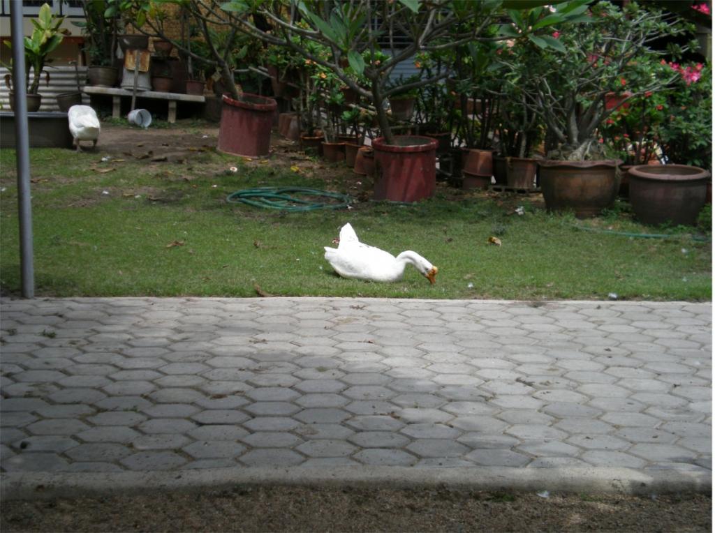 chiang mai 2011 099.jpg