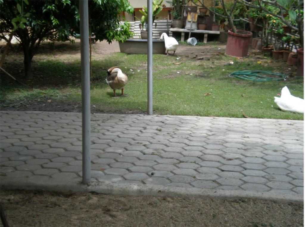 chiang mai 2011 100.jpg