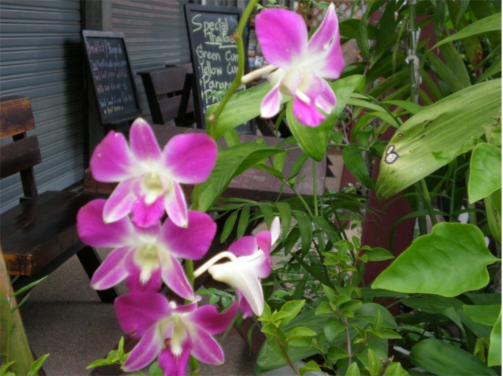 chiang mai 2011 137.jpg