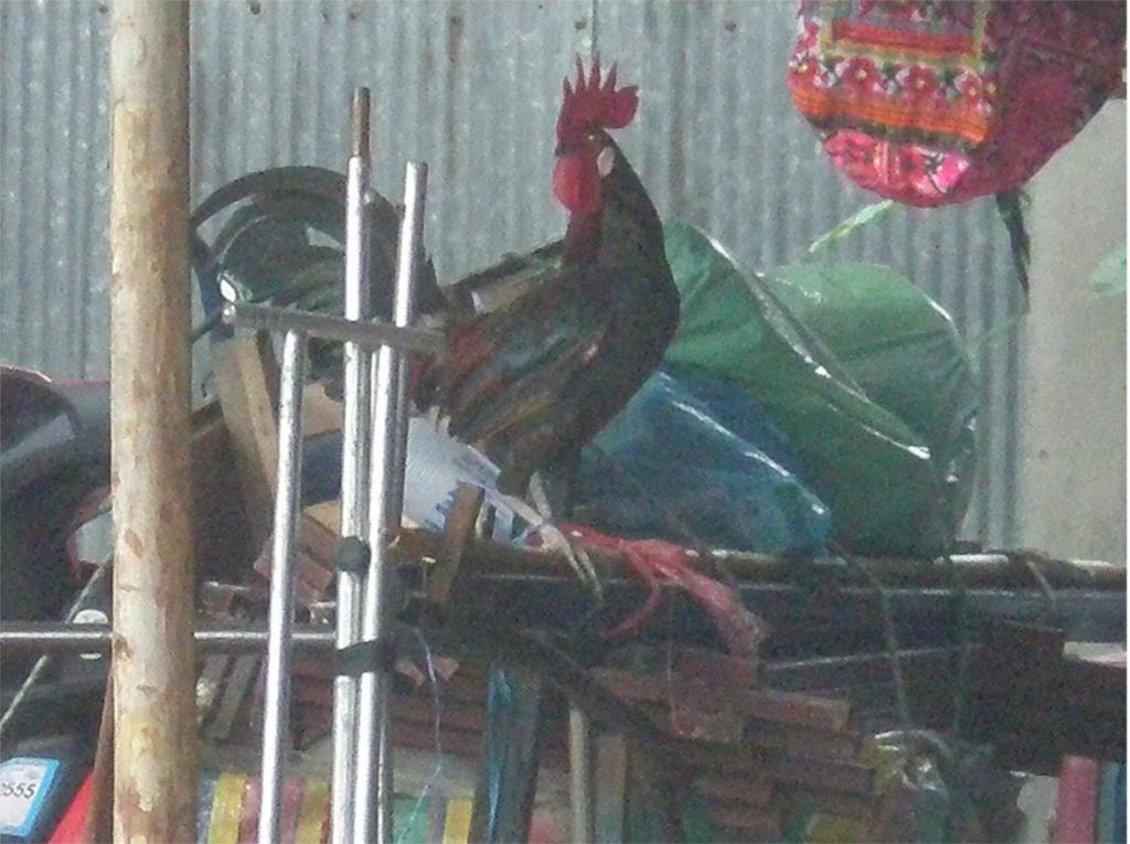 chiang mai 2011 138.jpg