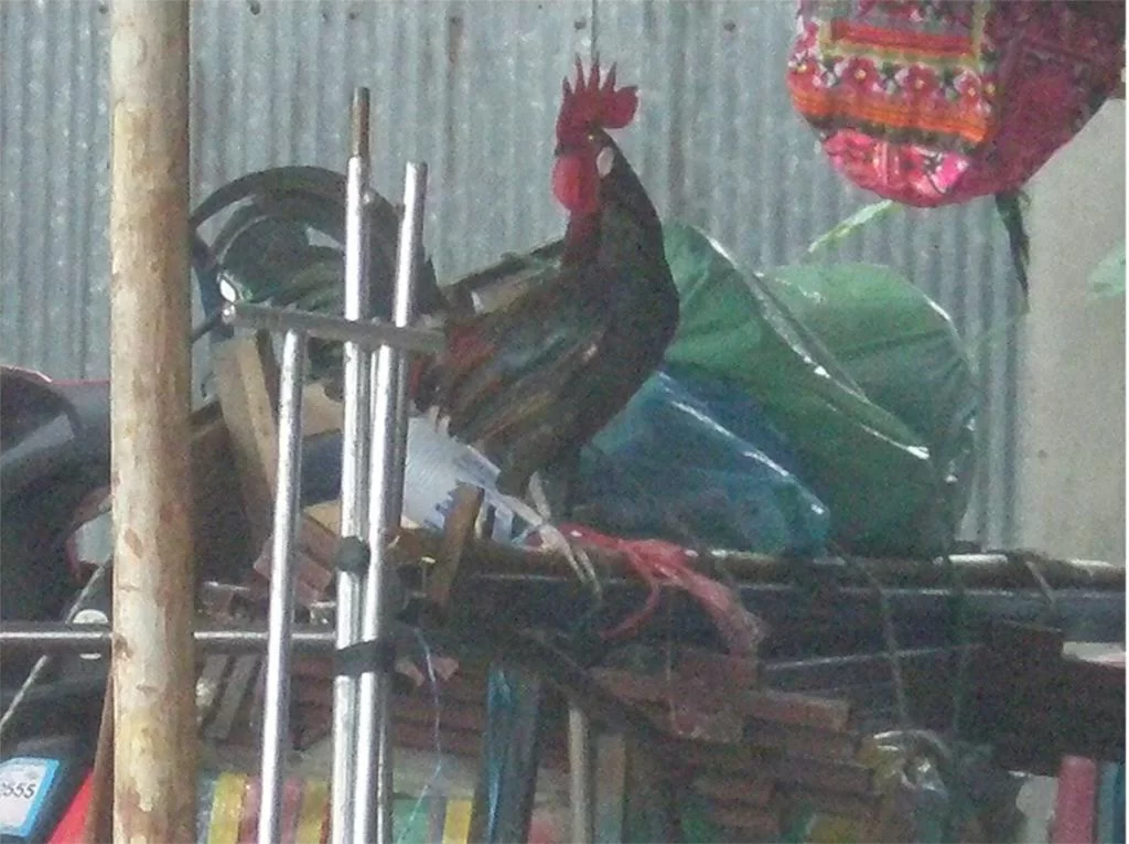 chiang mai 2011 138.webp