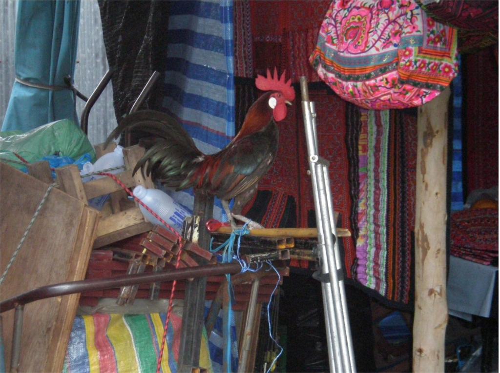 chiang mai 2011 139.jpg