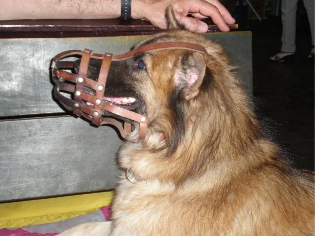 chiang mai 2011 153.webp