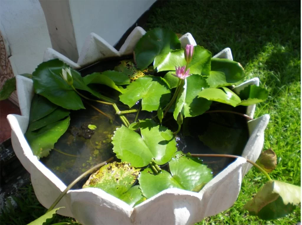 chiang mai 2011 203.webp