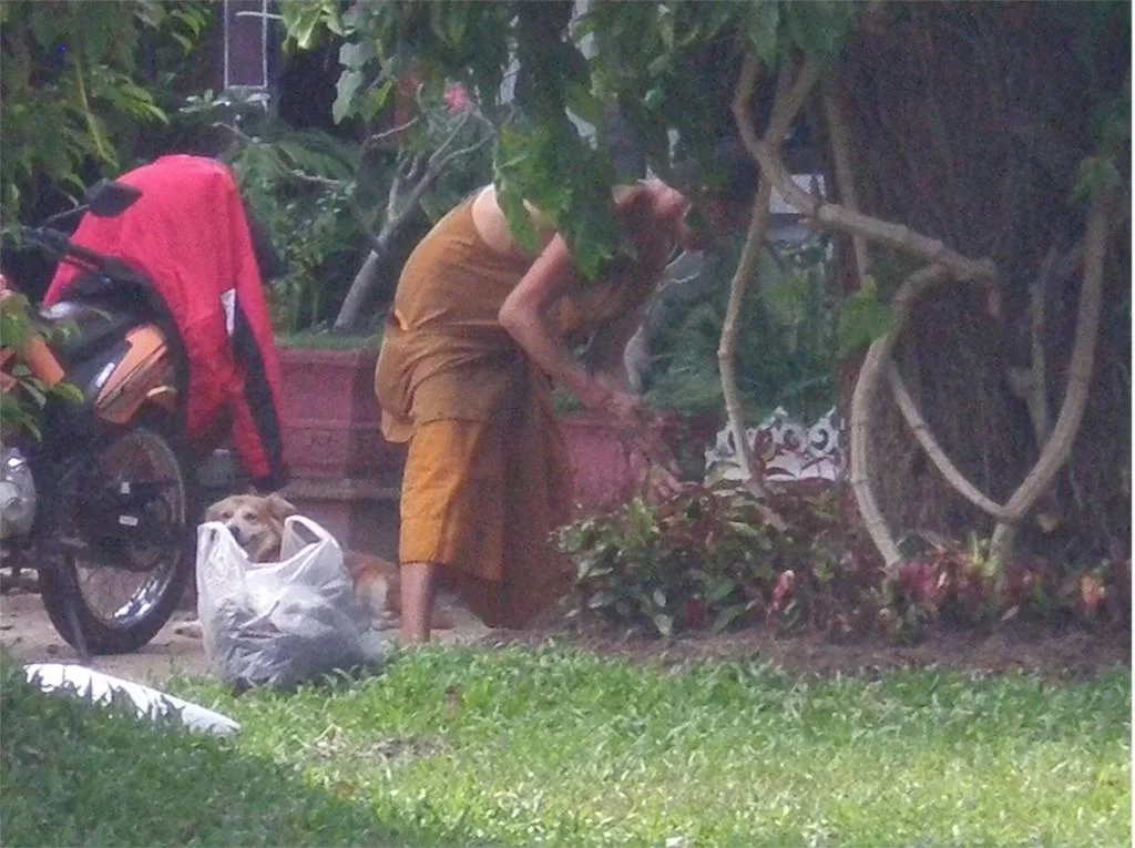 chiang mai 2011 205.webp