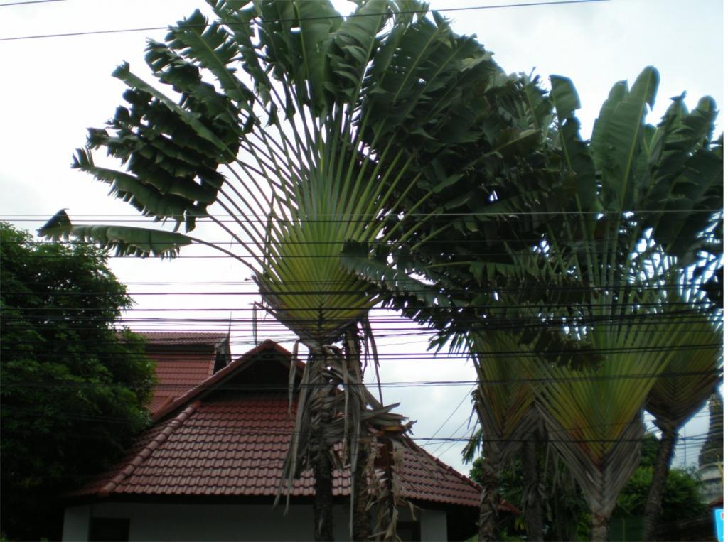 chiang mai 2011 224.jpg