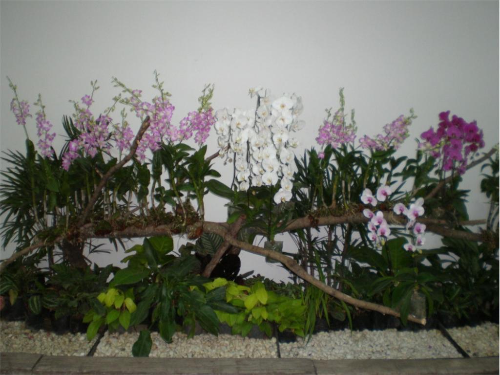 chiang mai 2011 258.jpg
