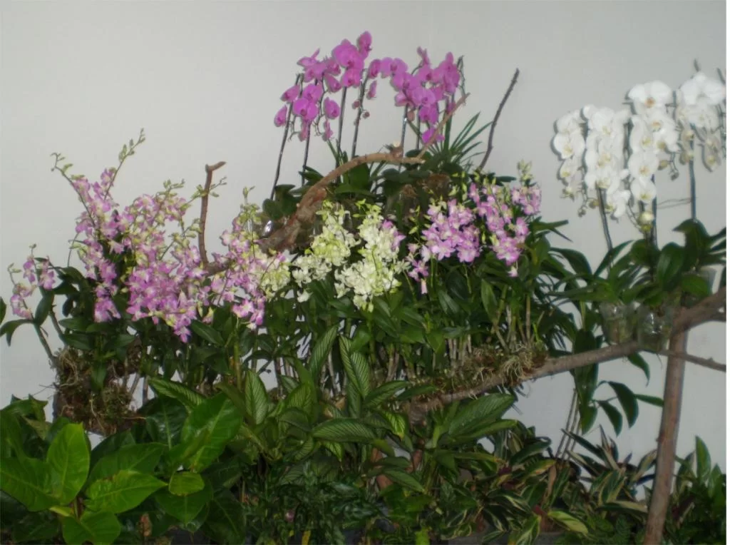 chiang mai 2011 259.webp