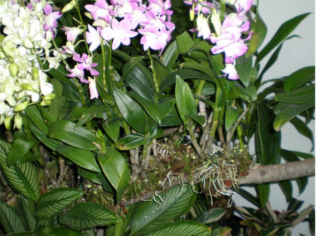 chiang mai 2011 260.jpg