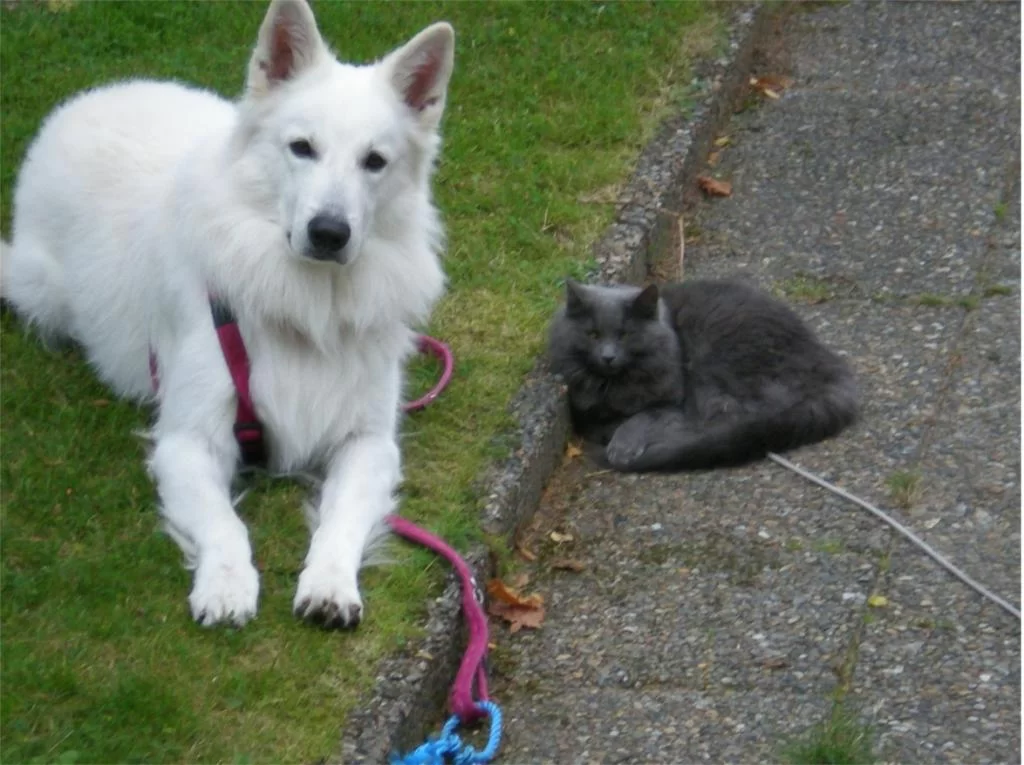 chiang mai 2011 270.webp