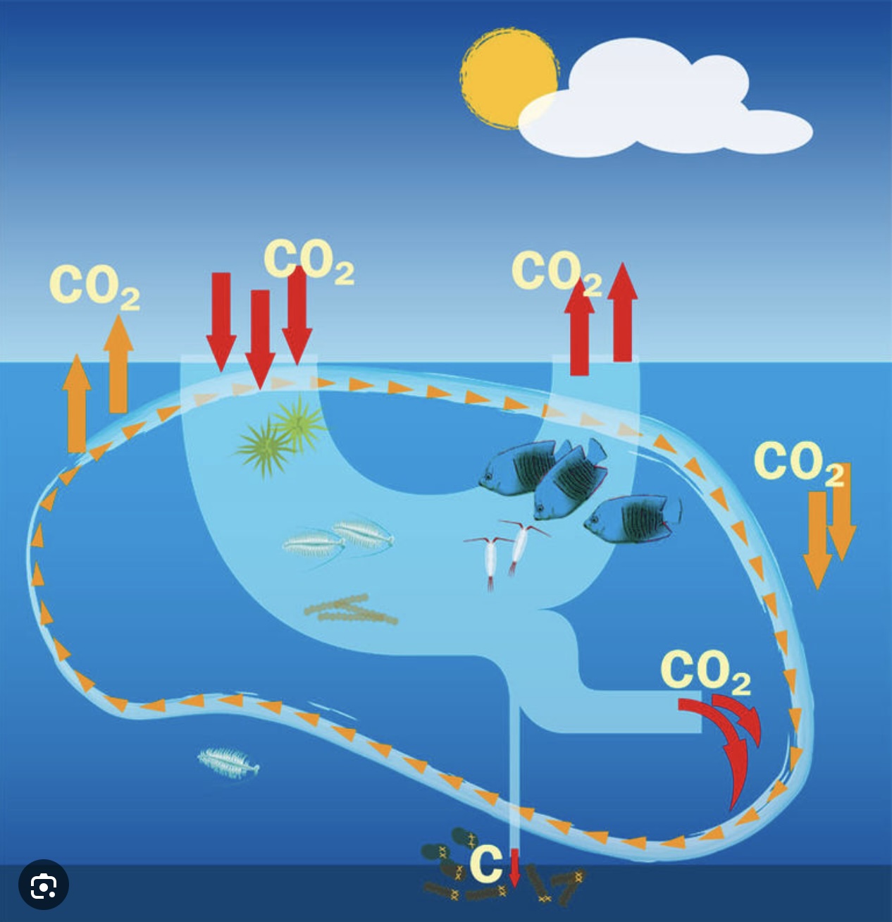 CO2.jpg