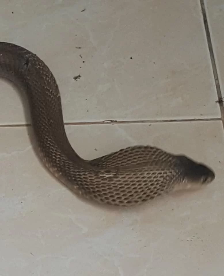 cobra (2).webp