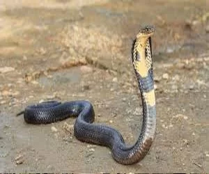 cobra.webp