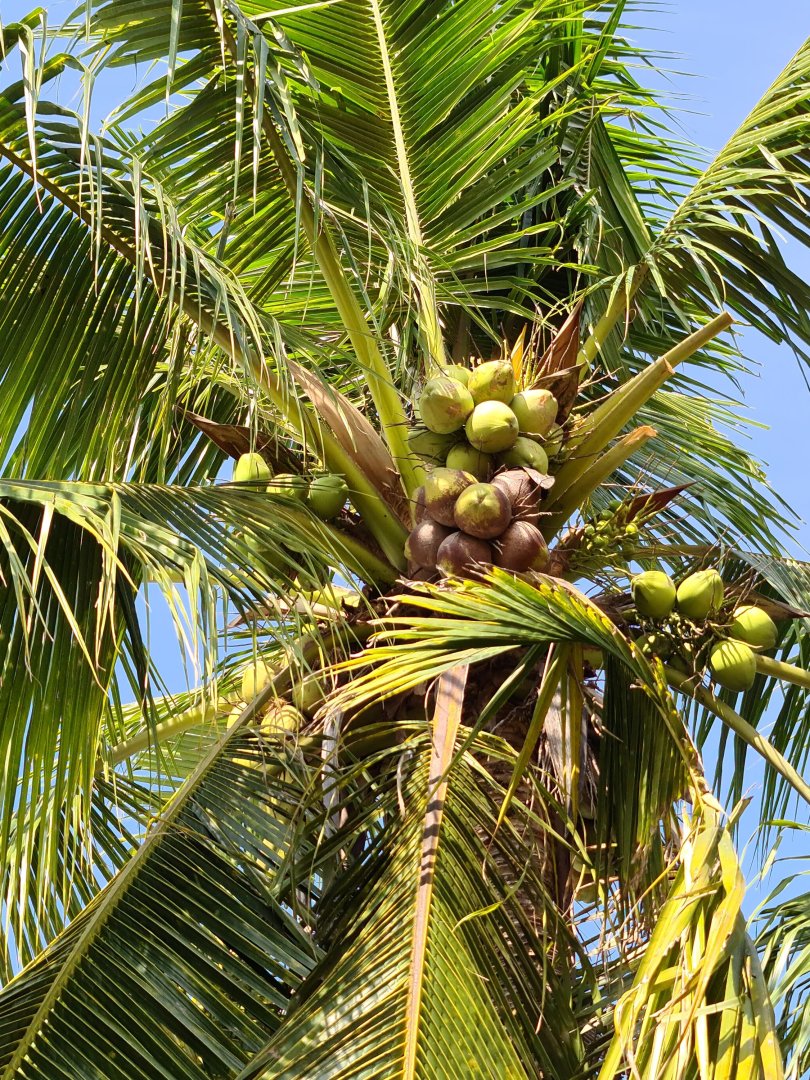 Coco nuts.jpg