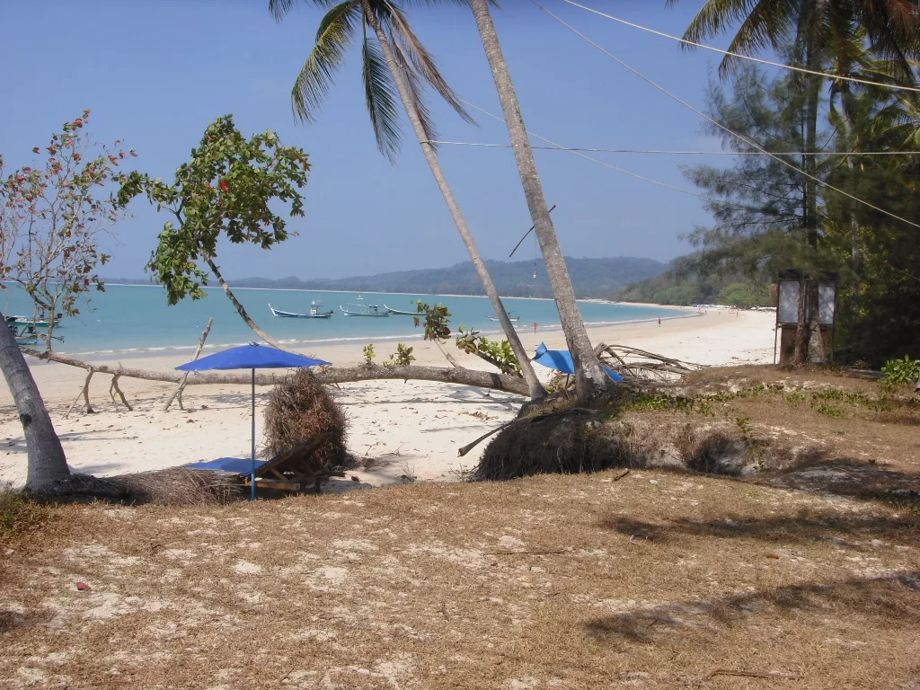 coconut (3).webp