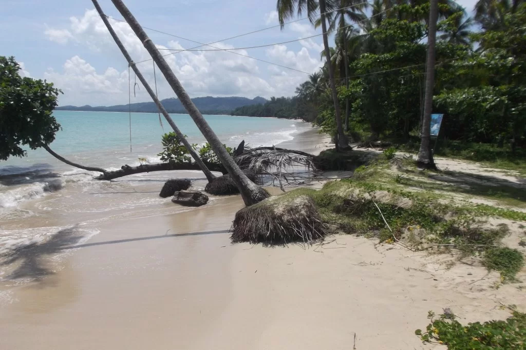 coconut.webp