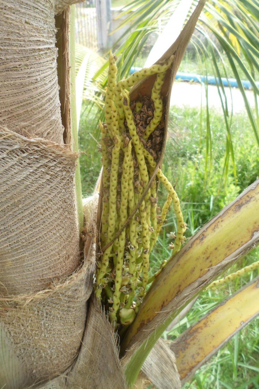 Cocos 006.JPG