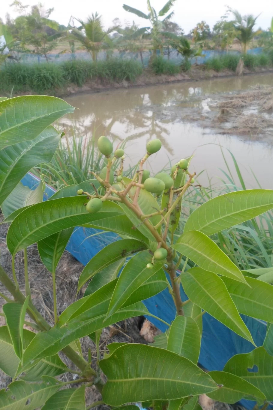 Cocos 053.webp