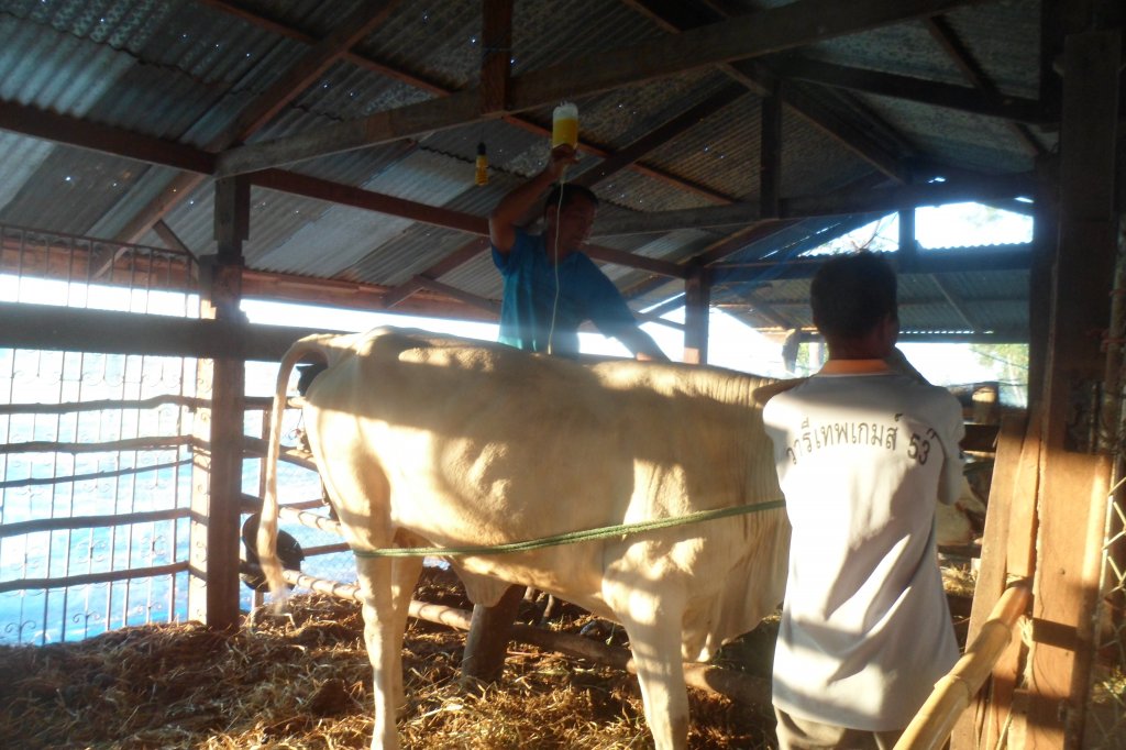 Cocos 097.JPG