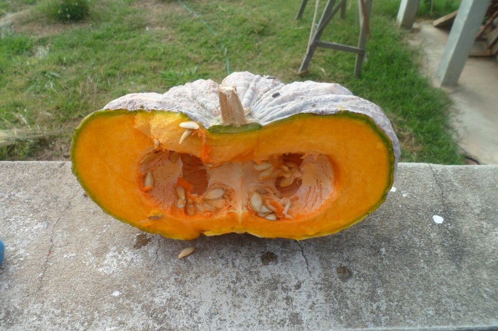 Cocos 119.JPG