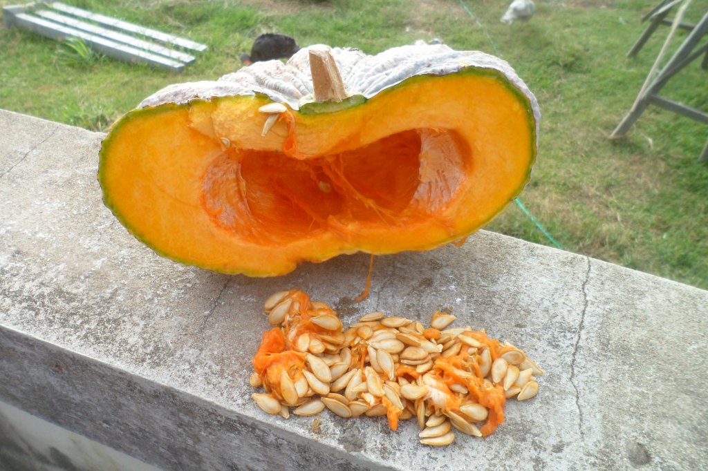Cocos 120.JPG