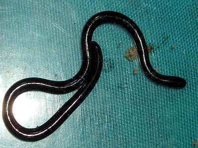 Common Blind Snake.webp