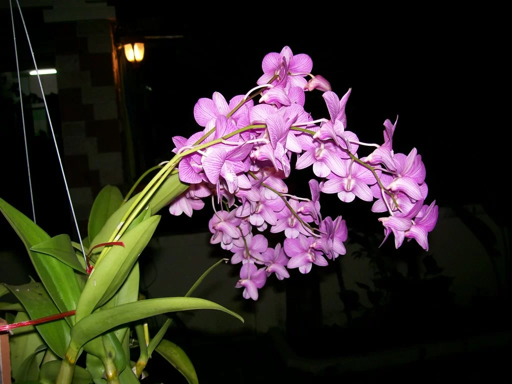 Copy of 100_1186.webp