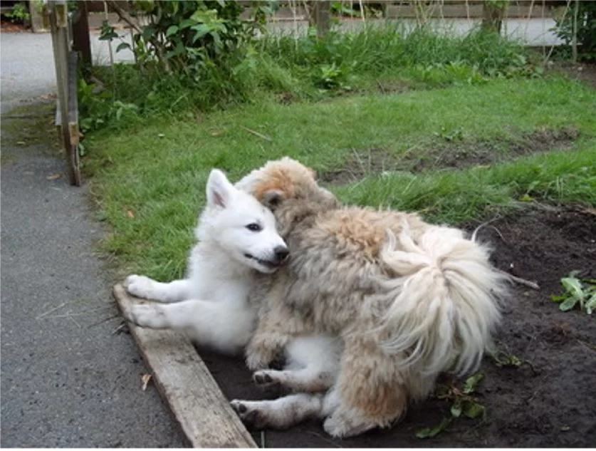 Copy of T-Rex 036.webp