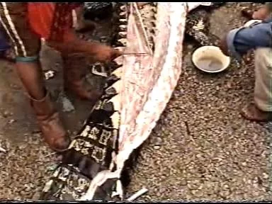 Croc (5).webp