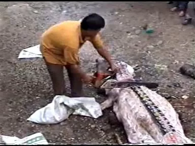 Croc (6).webp