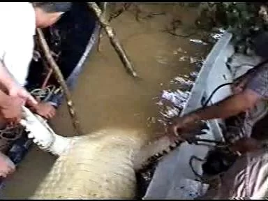 Croc.webp