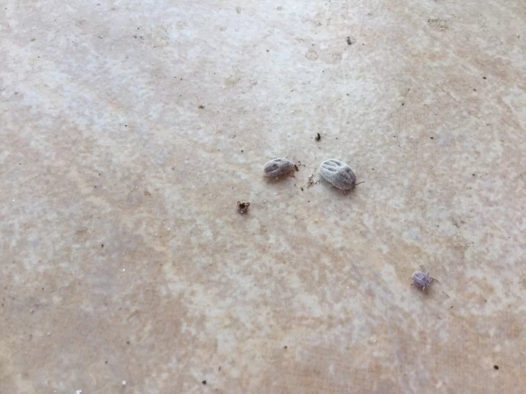 Dagens insekter.webp