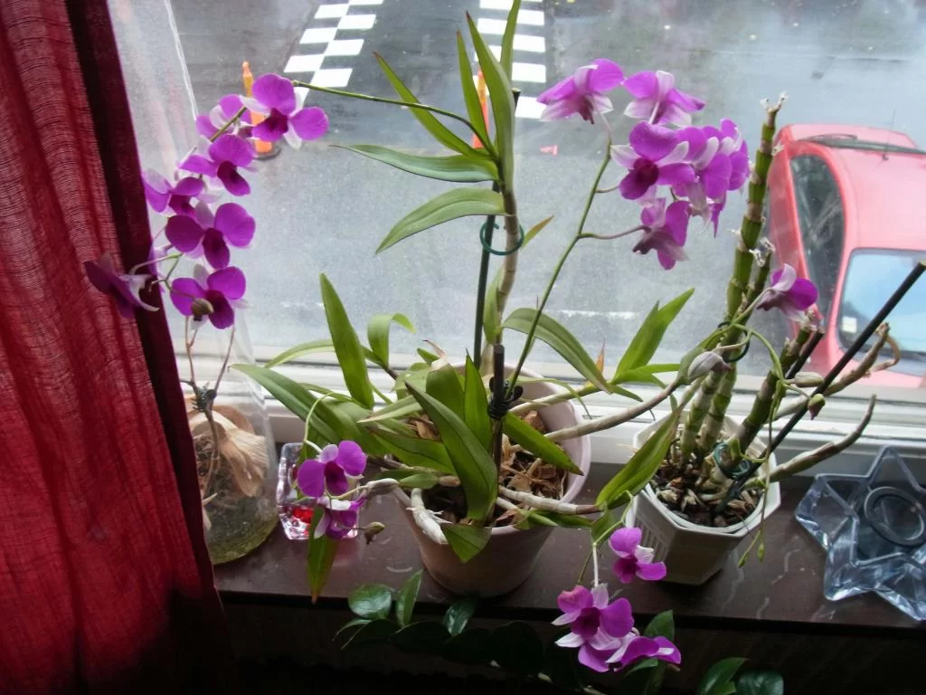 December 2011 003.webp