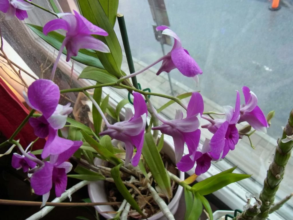 December 2011 004.webp