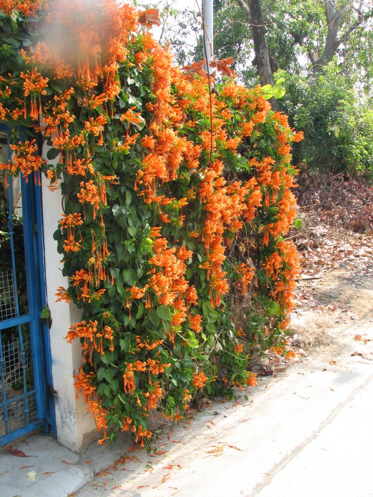 Diverse Kantalak insekt 061.jpg