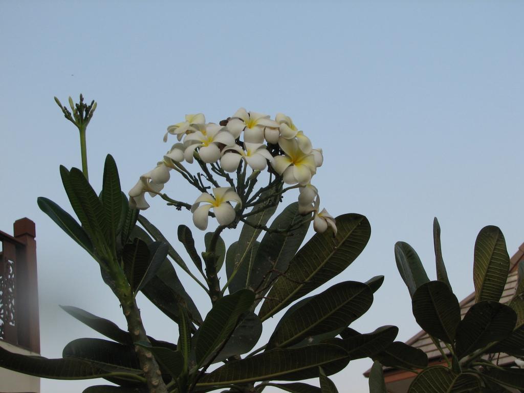 Diverse Kantalak insekt 084.jpg