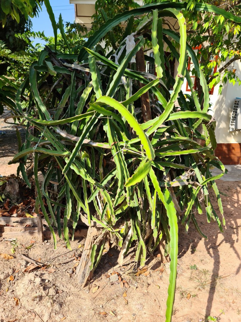 Dragon fruit.jpg